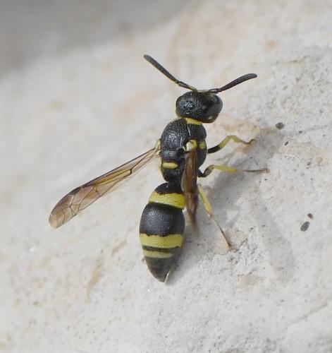 Réf. 241 809 : Eumeninae inconnu